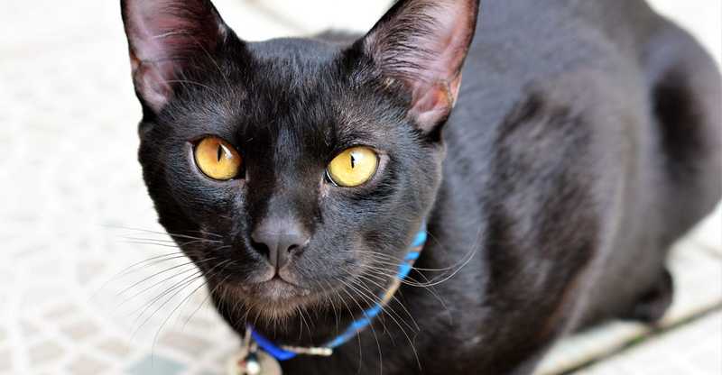 Japanese Bob Tail Cat