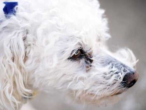 How to Clean a Dog's Ears