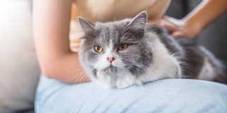 Fluffy white and grey cat enjoys lap cuddles