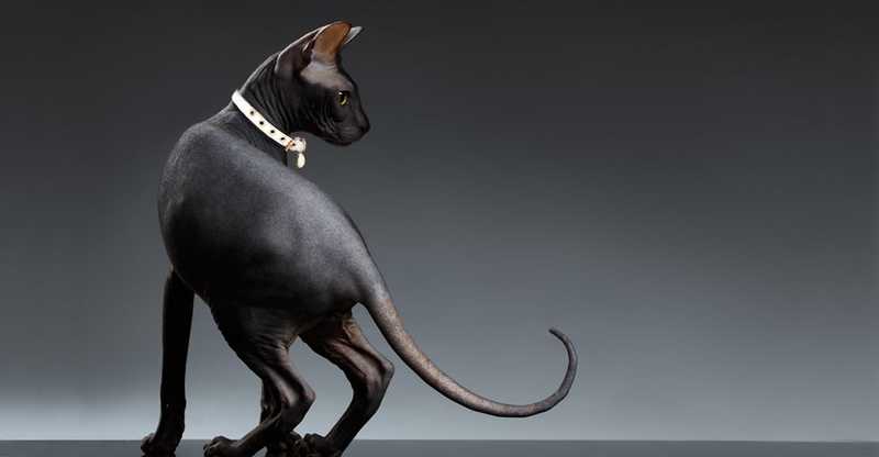 Sphynx_Black