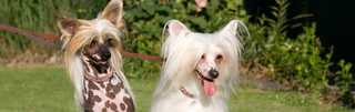 Chinese Crested Dogs