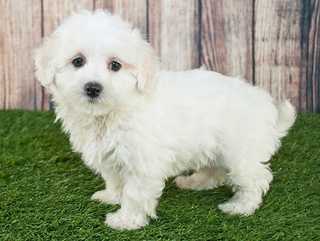 Teddybear Dog Breed